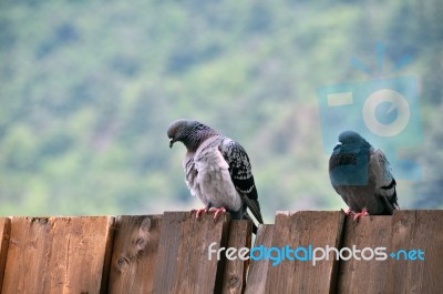 Pigeon Couple Sitting On Board Wall Stock Photo