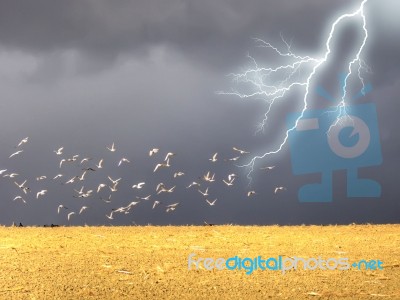 Pigeons And Lightning Stock Image