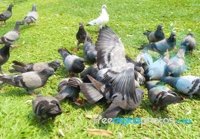 Pigeons In The Green Grass Stock Photo