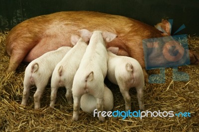Piglets And Sow Stock Photo