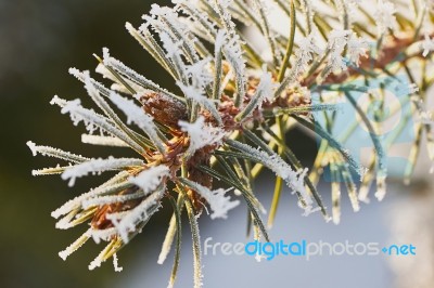 Pine Branch With Frost Stock Photo
