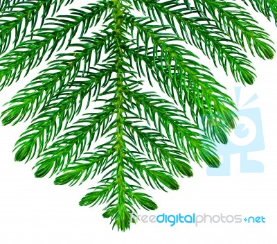 Pine Branches Isolated On White Background Stock Photo