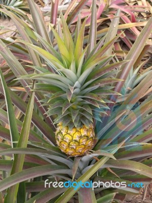 Pineapple  Stock Photo