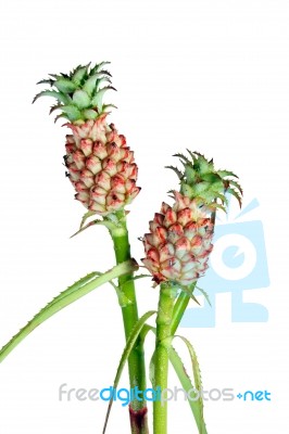 Pineapple Flower Stock Photo