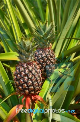 Pineapple in Plant Stock Photo