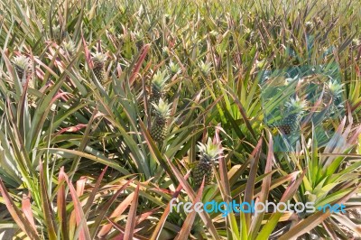 Pineapple Plantation<br />\r Stock Photo