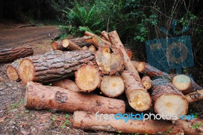 Pines Logging Stock Photo