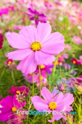 Pink Cosmos Flower Close Up Stock Photo