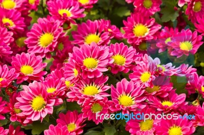 Pink Daisy Flowers Stock Photo