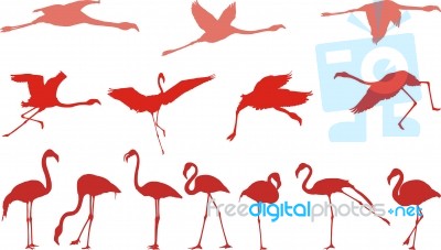 Pink Flamingos Stock Image