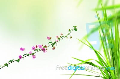 Pink Flower And Fresh Grass Stock Photo