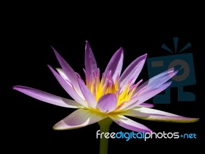 Pink Lotus Stock Photo