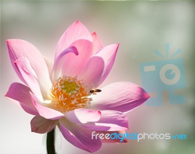 Pink Lotus Stock Photo