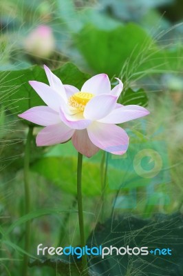 Pink Lotus Stock Photo
