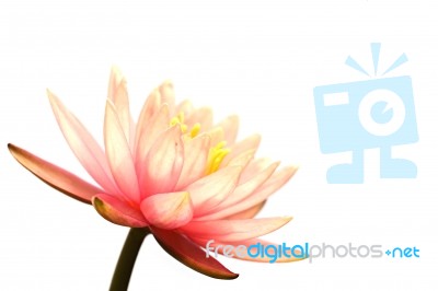 Pink Lotus On White Stock Photo