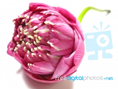 Pink Lotus On White Background Stock Photo