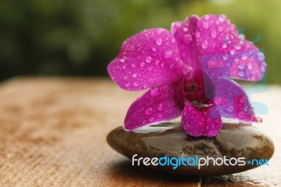 Pink Orchid Stock Photo