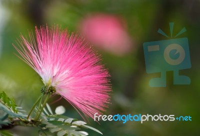 Pink Powderpuff Blooming ,albizzia Julibrissin Stock Photo