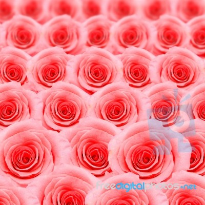 Pink Rose Pattern Stock Photo
