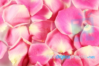 Pink Rose Petals Stock Photo