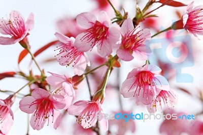 Pink Sakura Blossom Stock Photo