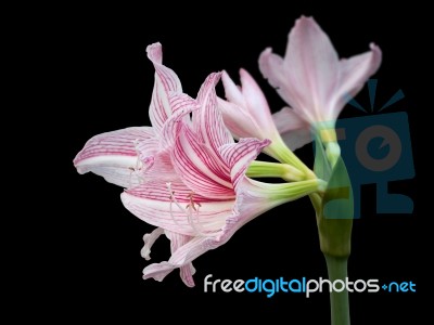 Pink Star Lily Stock Photo