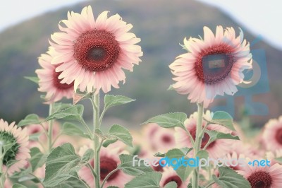 Pink Sunflowers Stock Photo