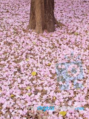 Pink Trumpet Tree Stock Photo