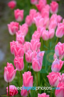 Pink Tulip Farm Stock Photo