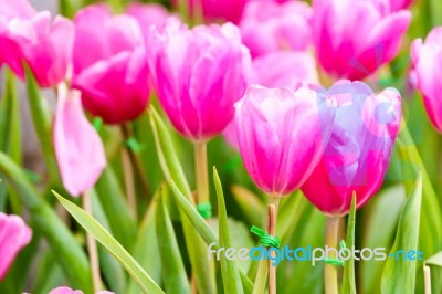 Pink Tulip In Garden Stock Photo