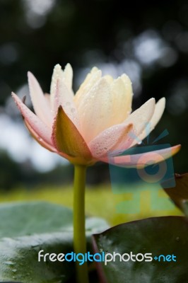 Pink Water Lily Stock Photo