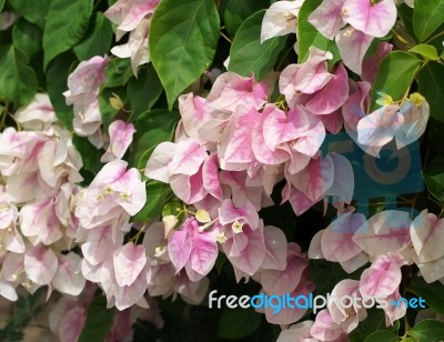 Pink White Bougainvillea Flowers Stock Photo