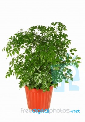 Plant Stock Photo