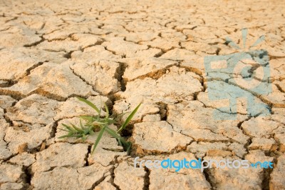 Plant Growing From Arid Land Stock Photo