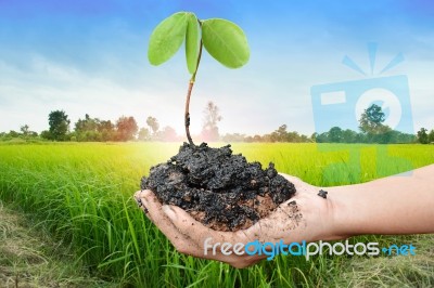 Plant In The Hand On Sunset  Rice Field Background Stock Photo