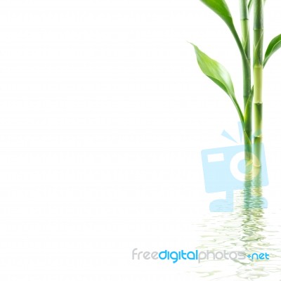 Plant With Water Reflection Stock Photo