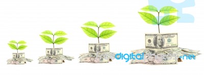 Plants Growing By Money Stock Image