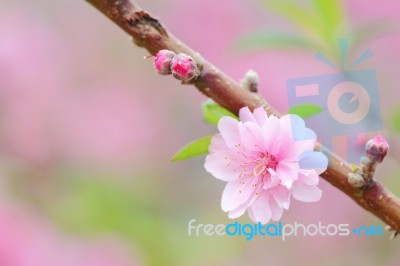 Plum Blossom Stock Photo