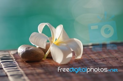 Plumeria Stock Photo