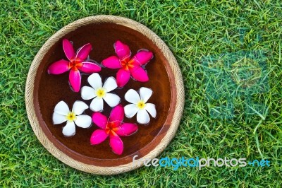 Plumeria Flowers On Green Grass Stock Photo