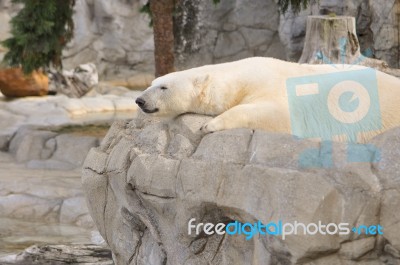 Polar Bear Stock Photo