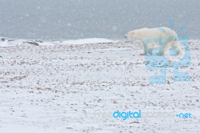 Polar Bear Walking Stock Photo