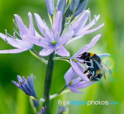 Pollen Collector Stock Photo