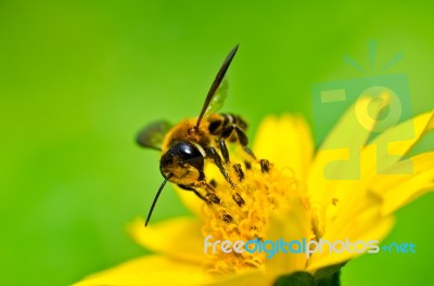 Pollination Stock Photo