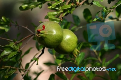 Pomegranates Stock Photo