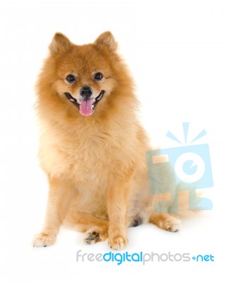 Pomeranian Dog Stock Photo