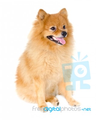 Pomeranian Dog Stock Photo