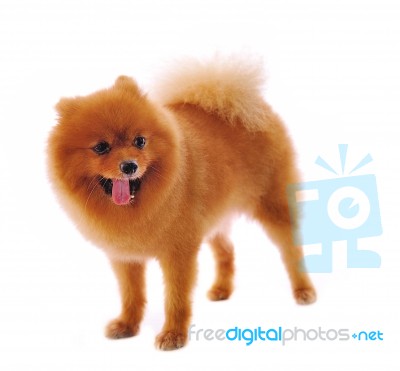 Pomeranian Spitz Dog Stock Photo