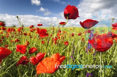 Poppies field Stock Photo
