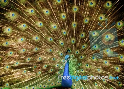 Portrait Of Beautiful Peacock Stock Photo
